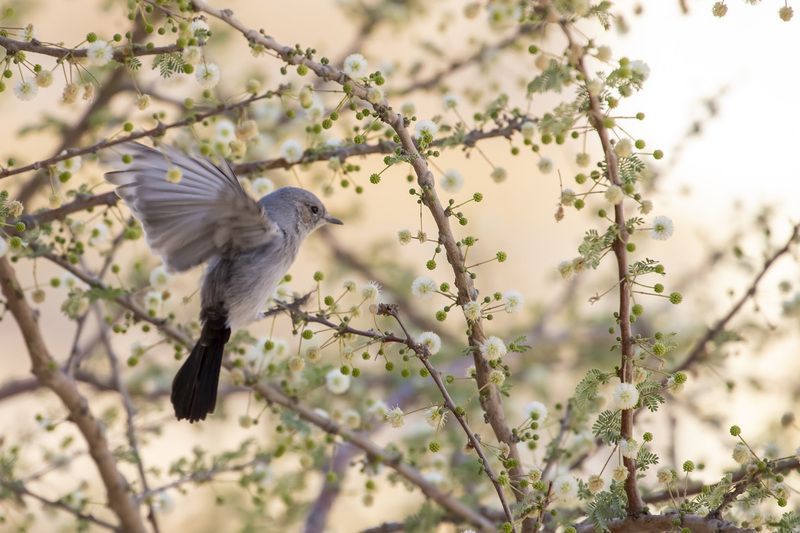 desert, landscape, nature, travel, birds, animals  фото превью