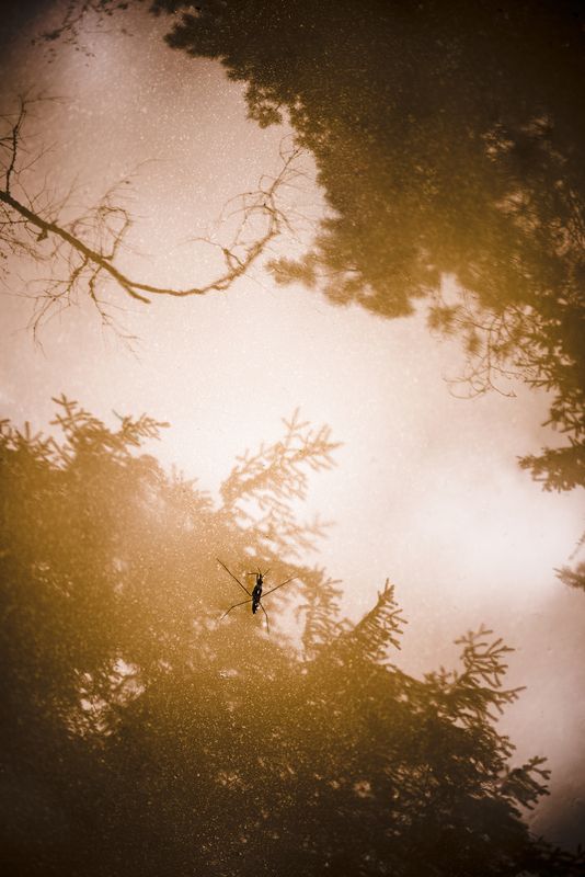 мультиэкспозиция, отражение, водомерка Лесная лужаphoto preview