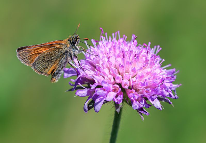 насекомые, бабочка, толстоголовка, лето, июль Летний мотив... фото превью