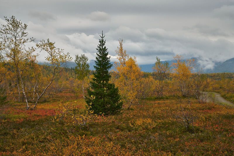 ель; хибины; осень Ёлочка фото превью