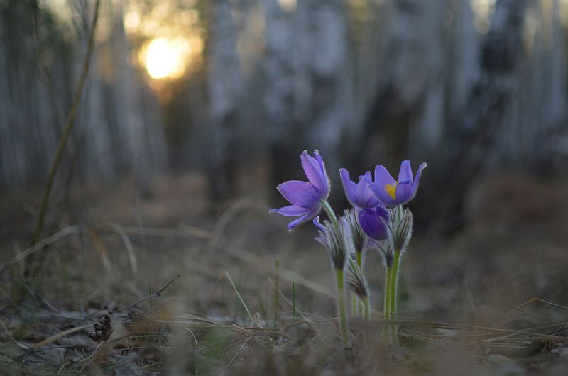 Сны весеннего леса фото превью