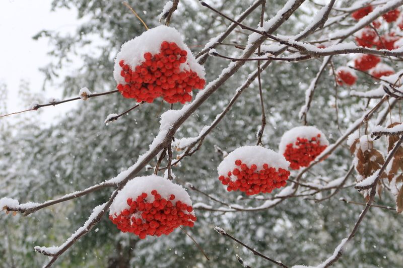 осень,снег,рябина,грозди Украшение осениphoto preview