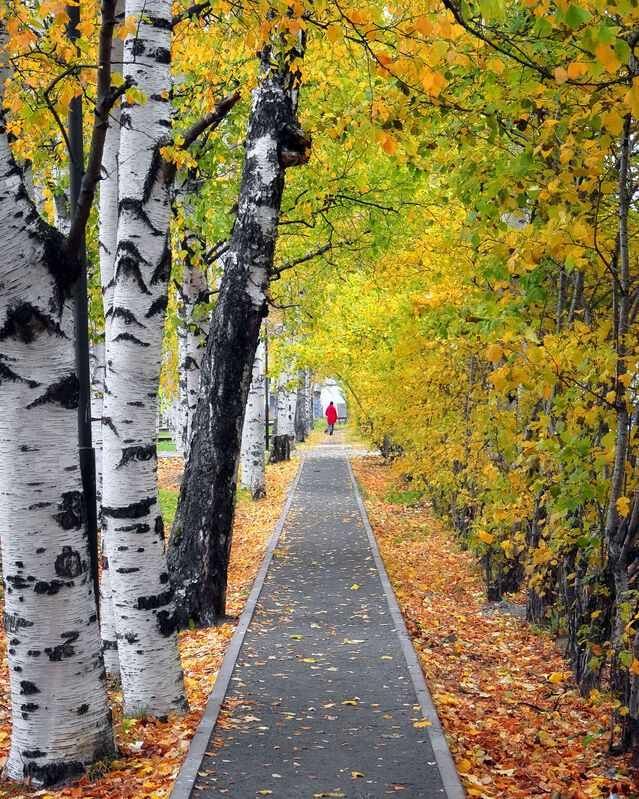пейзаж, осень, парк, деревья Курс на осень... фото превью