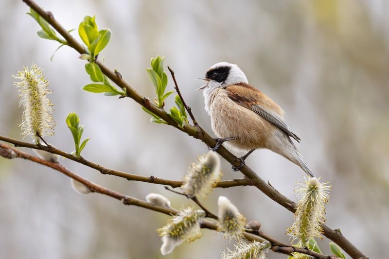 ремез, весна, верба, птицы Весенние песни ремезаphoto preview