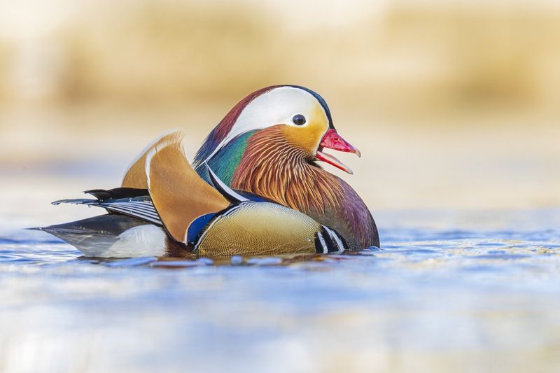 мандаринка, утка, птицы, красная книга Мандаринкаphoto preview