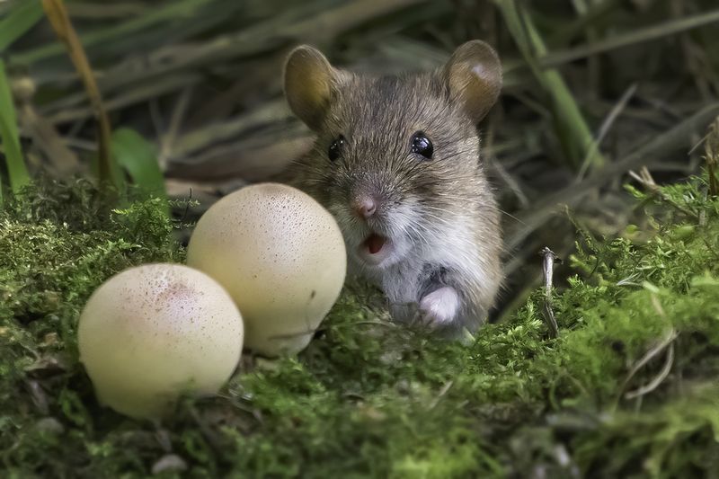 лес, нора, мышь, грибы Удивлениеphoto preview