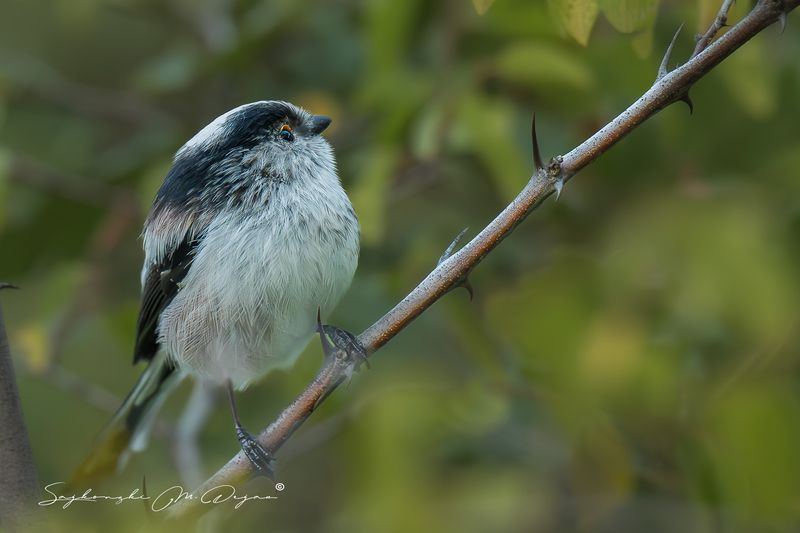 birds Nature | Wildlife Photography | Adventurephoto preview