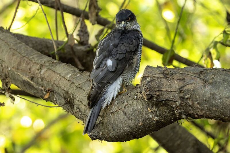 Ястреб перепелятник.photo preview