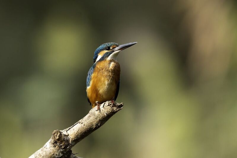 Обыкновенный зимородок.photo preview