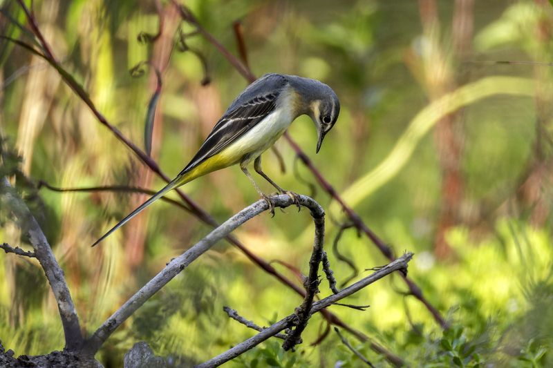 Горная трясогузка.photo preview