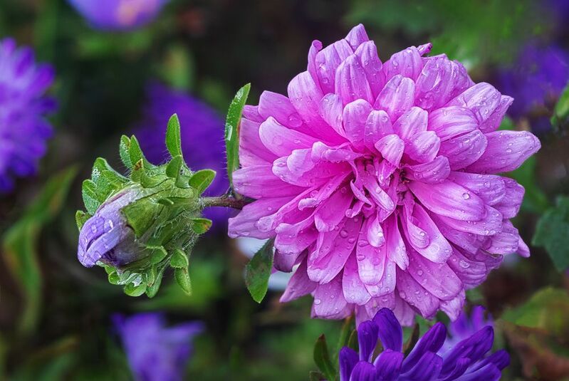 Астрыphoto preview