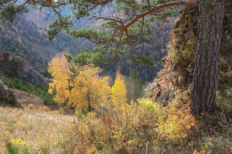 осень, торгашинский хребет, склон, березы Осенний склонphoto preview
