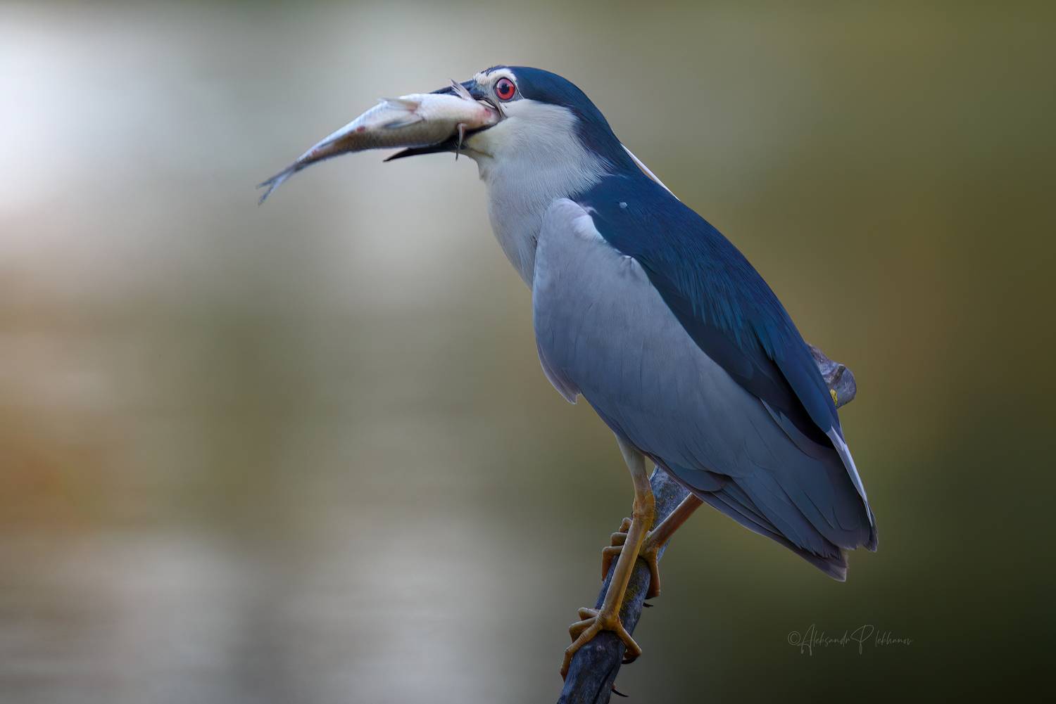 Голодный. Автор: Плеханов Александр hungry, Плеханов Александр