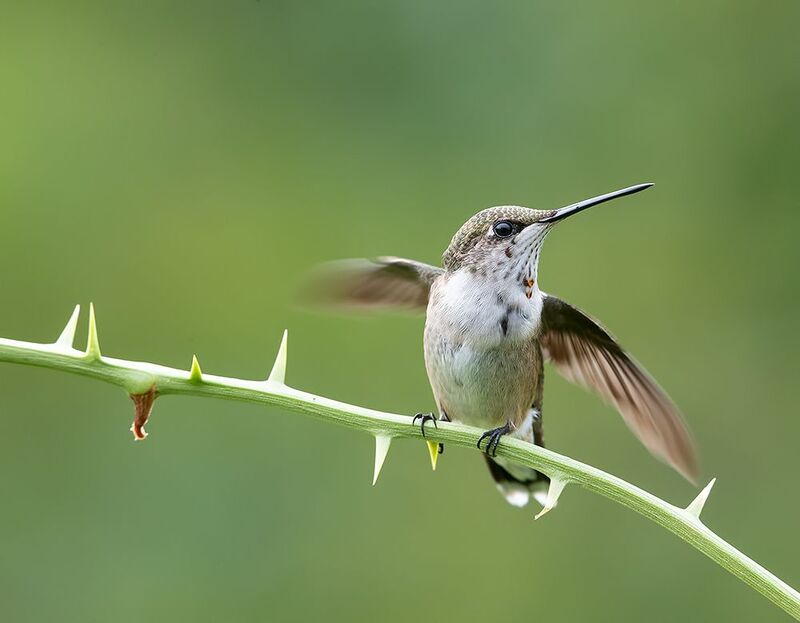 колибри,ruby-throated hummingbird, hummingbird самка. Рубиновогорлый Колибри -  Ruby-throated Hummingbirdphoto preview