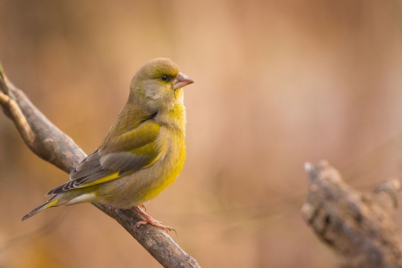 Chloris chloris фото превью