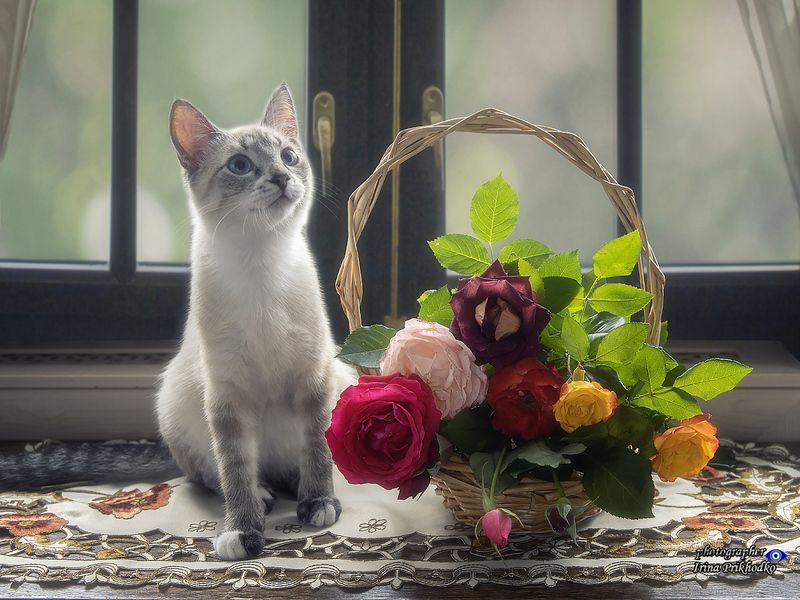 натюрморт, цветы, корзины, котики, котята, кошки, голубоглазые кошки, садовые розы Натюрморт с корзинкой садовых роз и любопытным котикомphoto preview