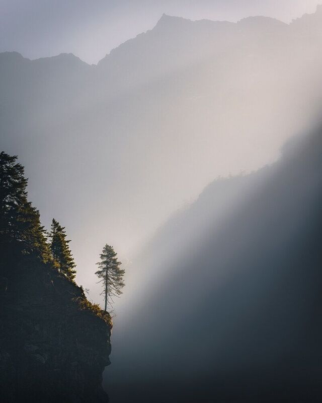 Дерево фото превью