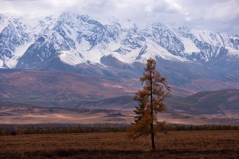 алтай, курай, курайская степь ***photo preview