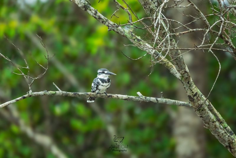 Kingfisher фото превью