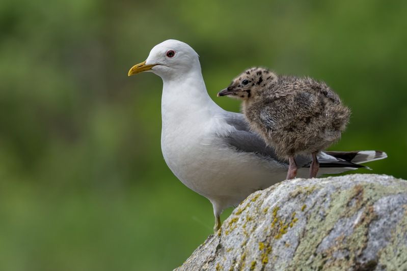 сизая чайка, птенец, чайка, птицы Семейство сизой чайкиphoto preview