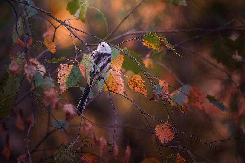 природа, лес, поля, огороды, животные, птицы, макро Вот и пришла уже осень нечаянно...photo preview