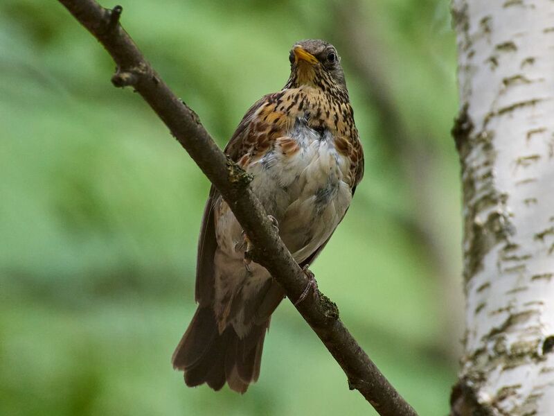 Дрозд-рябинник / Turdus pilaris / Fieldfarephoto preview