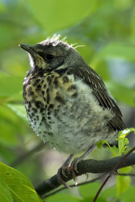 дрозд, птенец, весна photo preview
