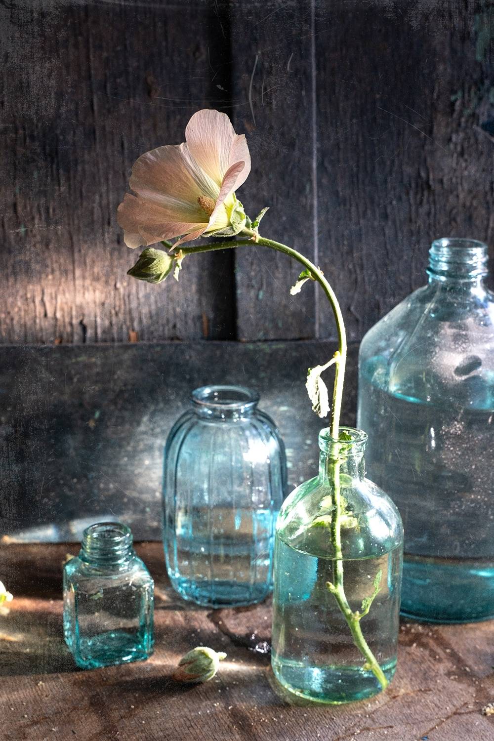 мальва, цветок, натюрморт, лучи солнца, Анна Иванова