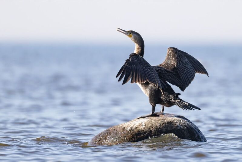 баклан, птицы Большой бакланphoto preview