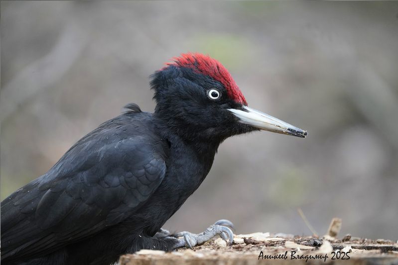 Чёрный доктор фото превью