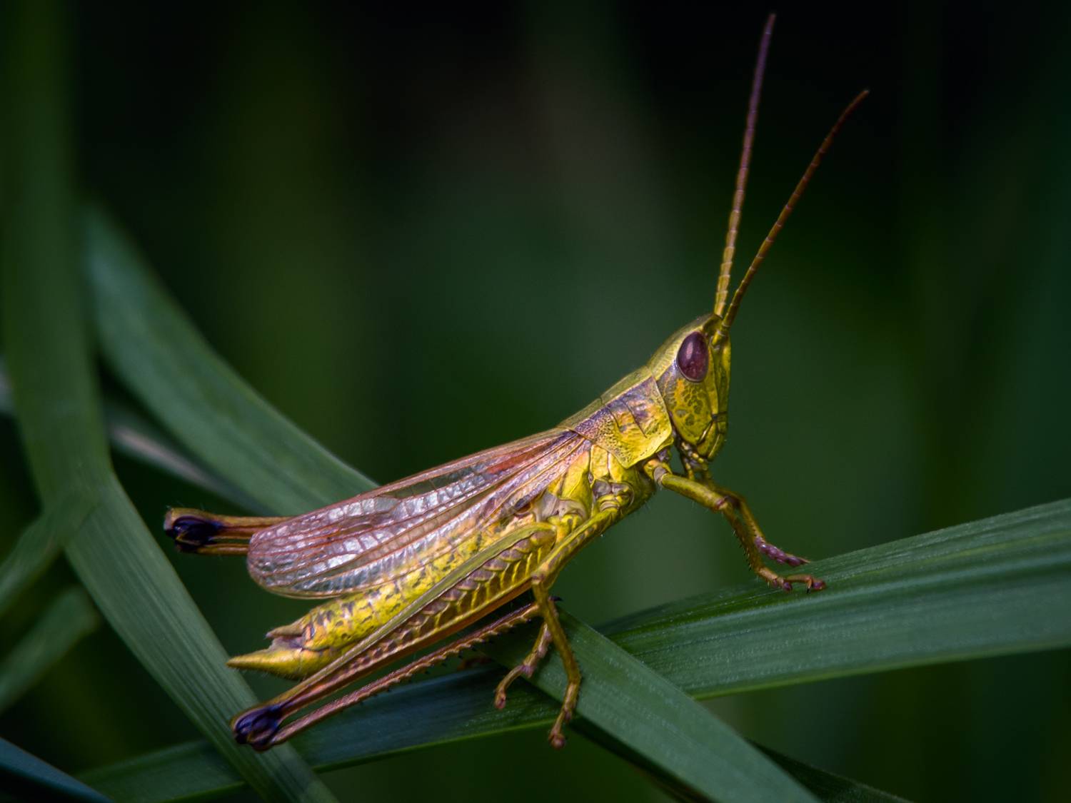 Парадный портрет кузнечика.. Автор: Алексеев Сергей , Алексеев Сергей