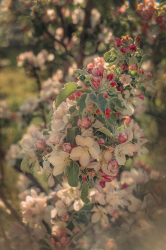 Яблоня в цветуphoto preview