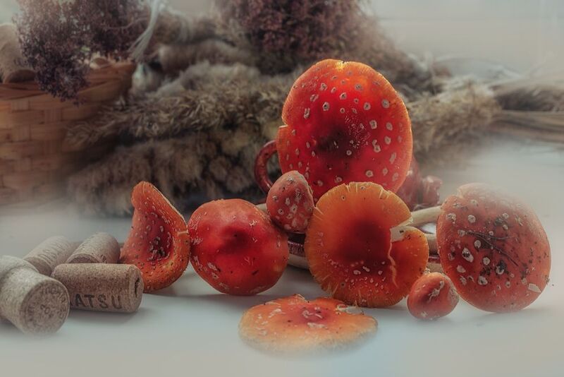 мухомор Мухоморыphoto preview