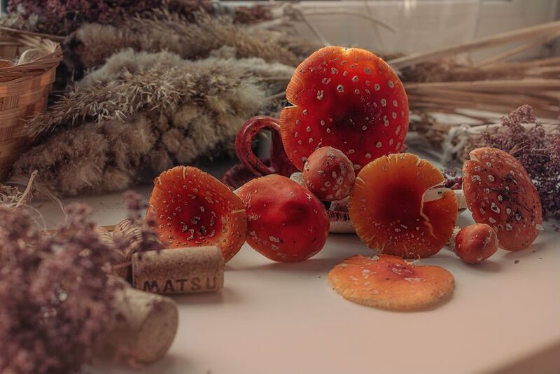 мухомор Мухоморыphoto preview