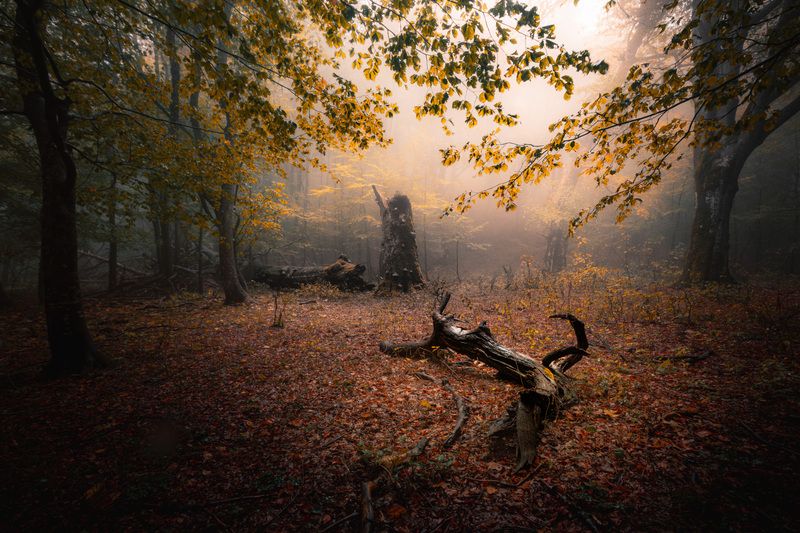 Autumn nostalgiaphoto preview