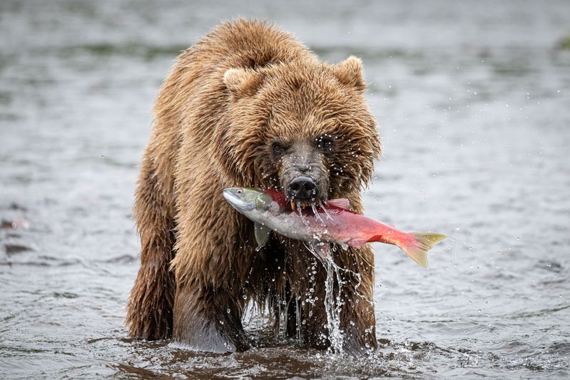 медведь, рыбак, улов, Камчатка, зверь, хищник Дикая природа в действииphoto preview