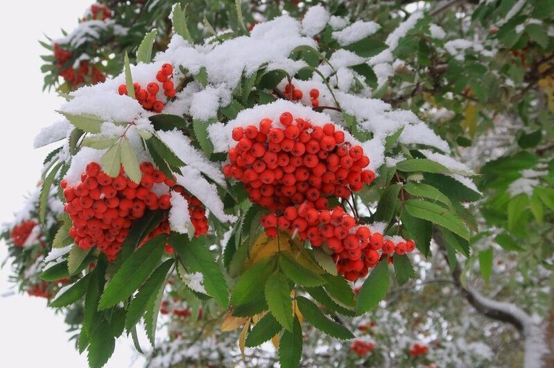осень,октябрь,снег,рябина,грозди,листья Рябина в снегуphoto preview