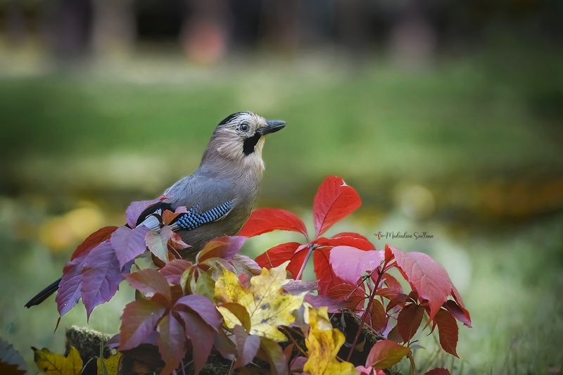 фотоохота, птица, сойка, осень, птицы Вот и осень пришла...photo preview