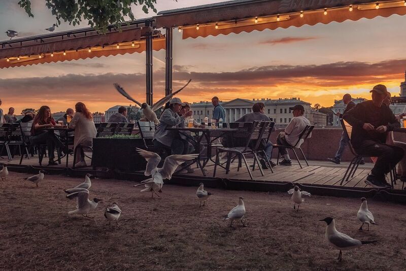 чайки фото превью