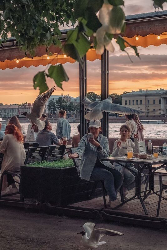 чайки набережная Нева Санкт-Петербург Чайки фото превью