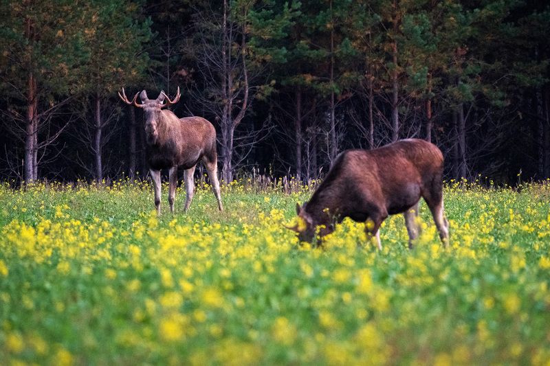На рапсовом полеphoto preview