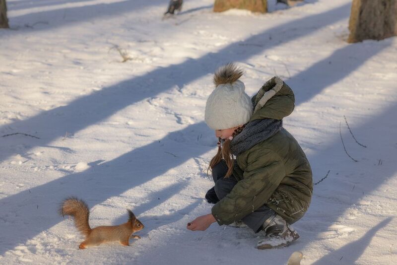 белка ребёнок кормление зима Покормить белкуphoto preview
