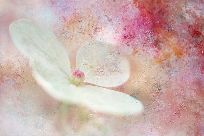 close-up The fantasy of August фото превью