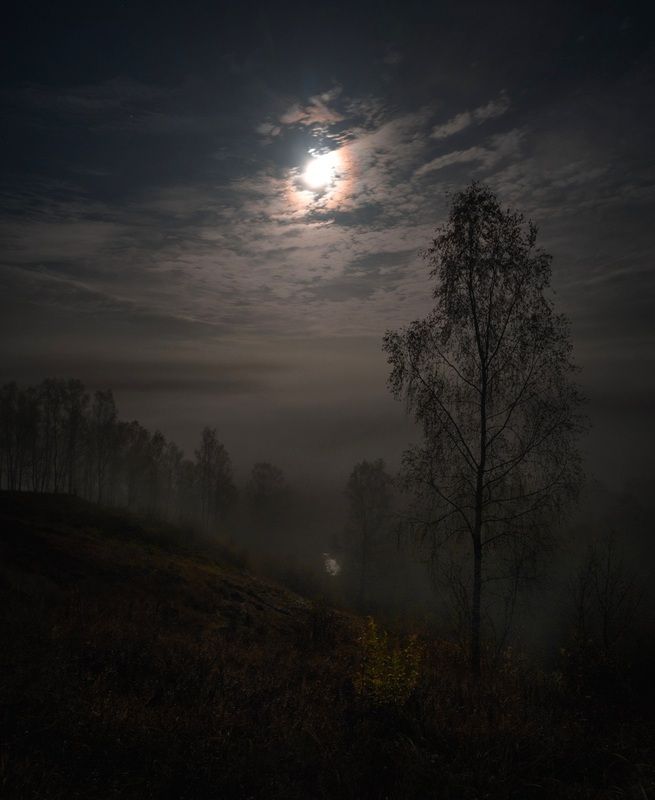 лес, свет, ночь, природа ***photo preview