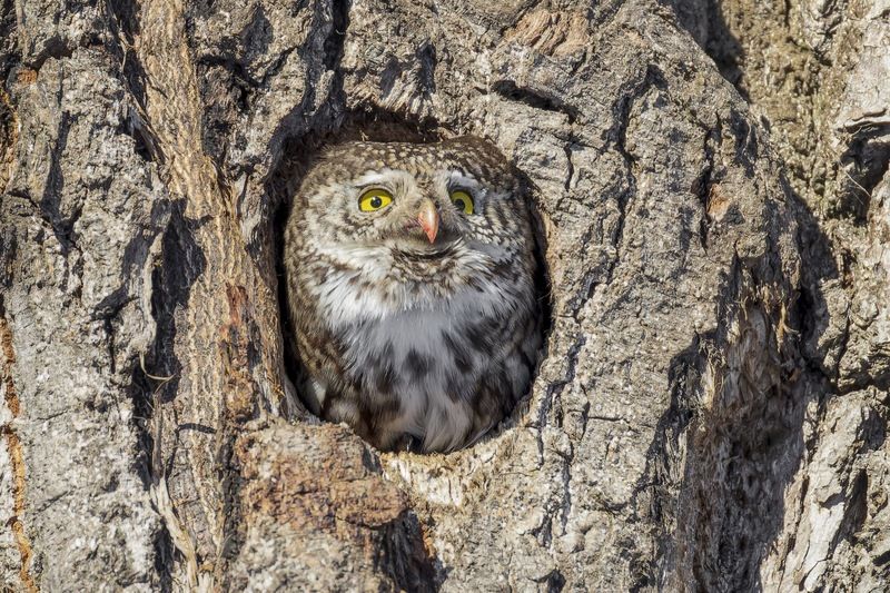 воробьиный сычик, воробьиный сыч, сова, птицы, Мистер Улыбкаphoto preview