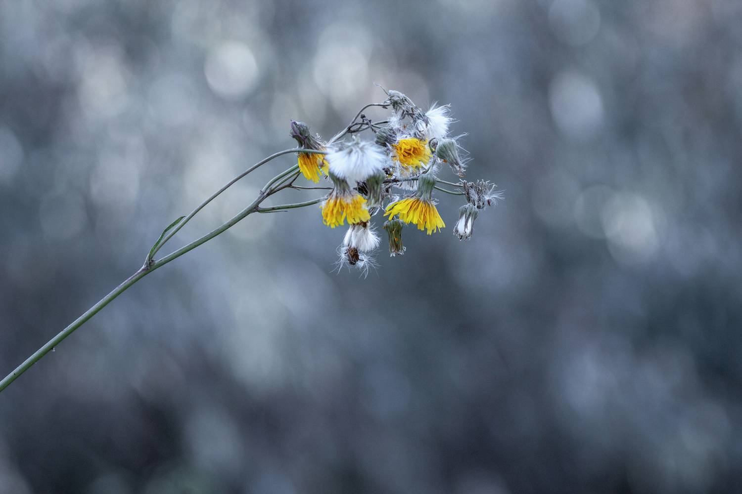 осот, Александр Канцур