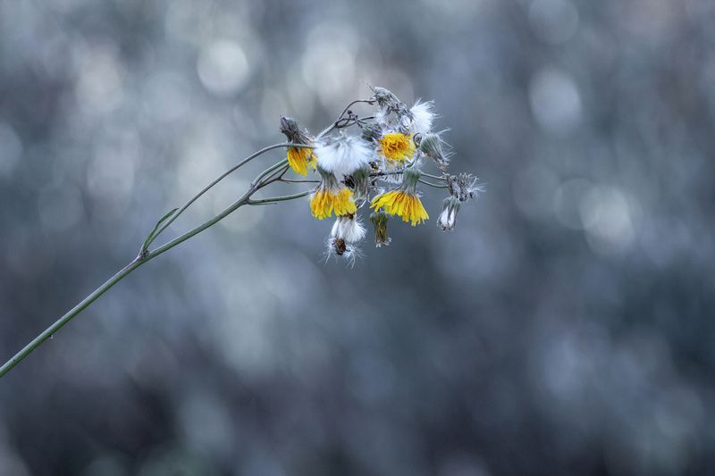 осот Вместе теплее.photo preview