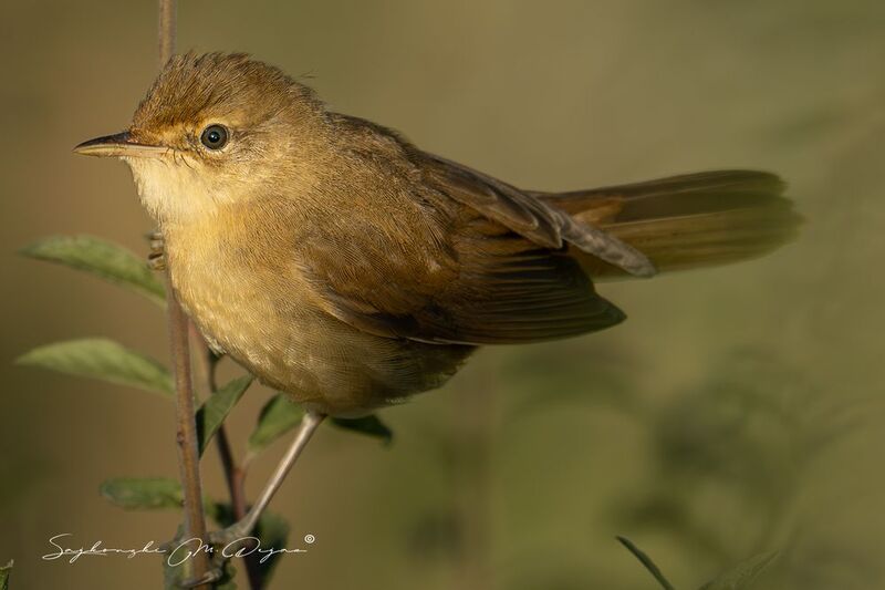 birds Nature | Wildlife Photography | Adventurephoto preview