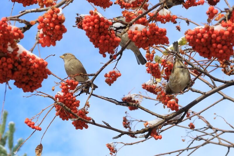рябина,воробьи,природа Воробьи на рябинеphoto preview