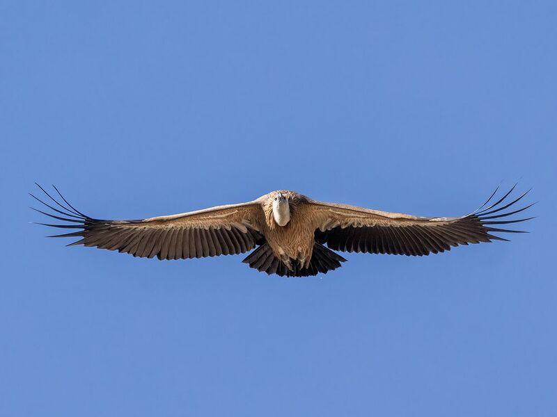 Eurasian Griffonphoto preview